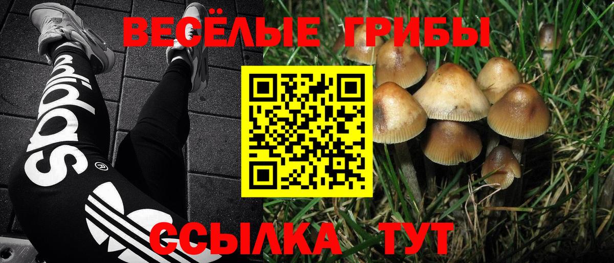 Галлюциногенные грибы MAGIC MUSHROOMS  Вход с VPN  Галлюциногенные грибы GOLDEN TEACHER  Ярославль 